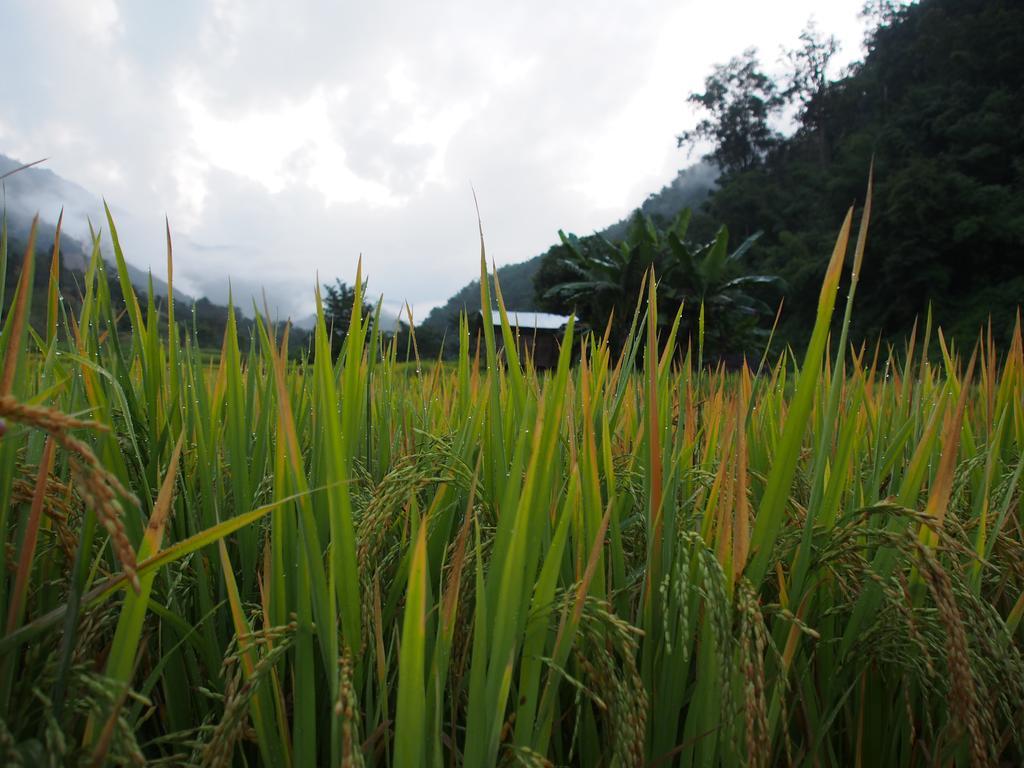 Farm stay Kowitfarmstay Ban Mae Pan Noi