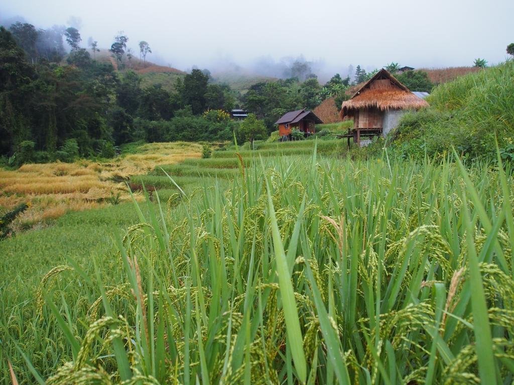 Kowitfarmstay Ban Mae Pan Noi
